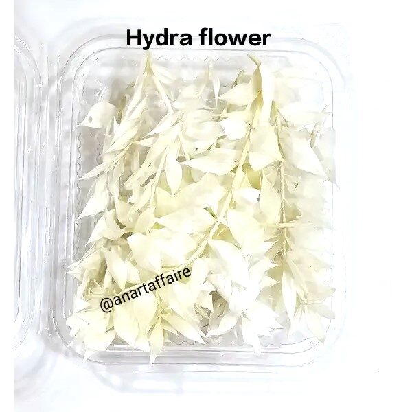 Hydra Flowers