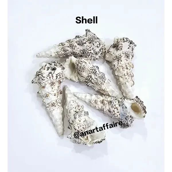 Shells