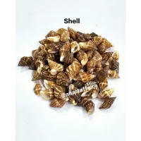 Shells