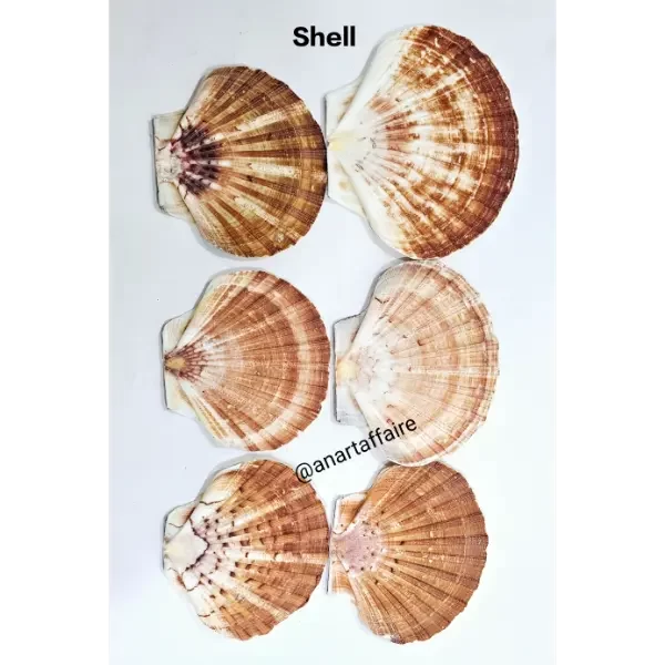 Shells