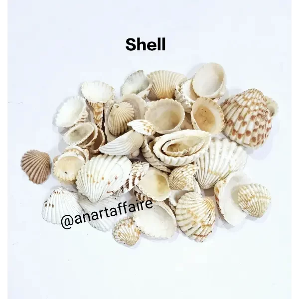 Shells (Copy)