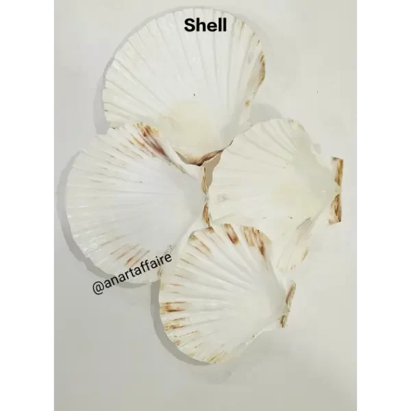 Shells (Copy)