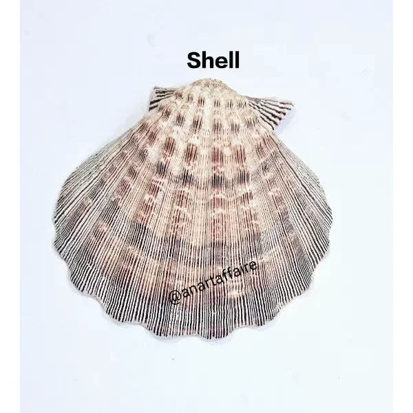 Shells