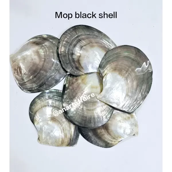 Shells