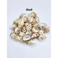 Shells