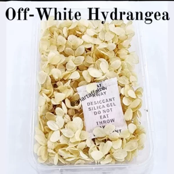 Off-white hydrangea