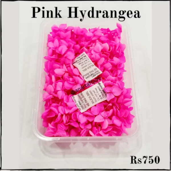 Pink hydrangea