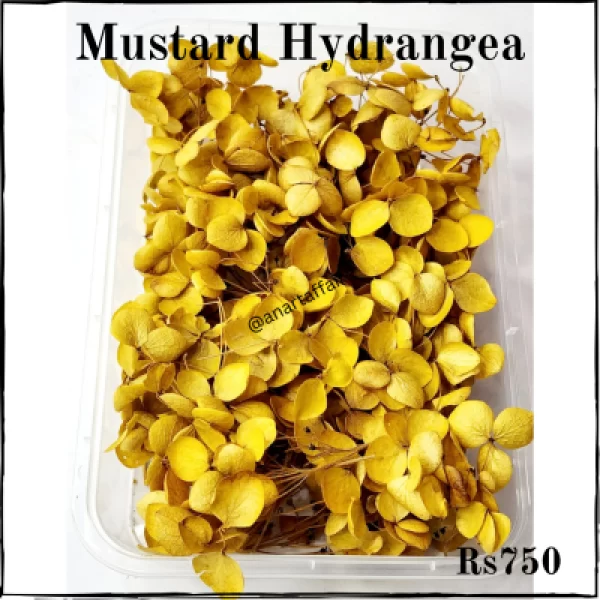 mustard hydrangea