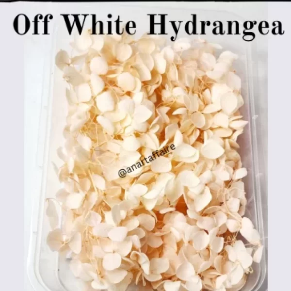 Off-white hydrangea