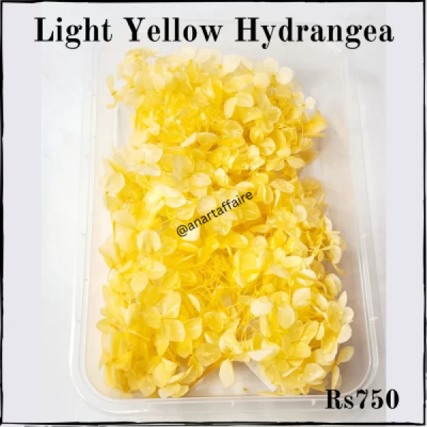 light yellow hydrangea