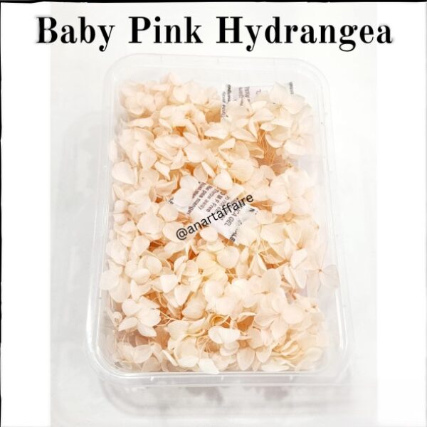 Baby pink hydrangea