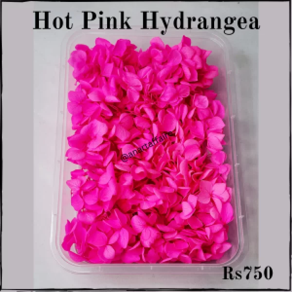 hot pink hydrangea